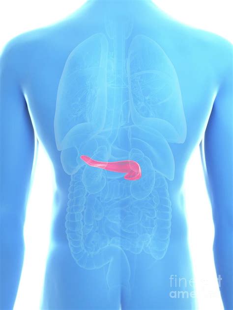 Illustration Of A Mans Pancreas Photograph By Sebastian Kaulitzki