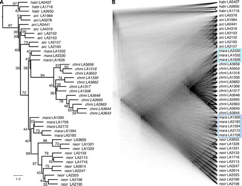 Frontiers Population Genomics Of The Arcanum Species Group In Wild