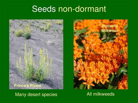 Strategies For Seed Propagation Of Native Forbs Ppt Download