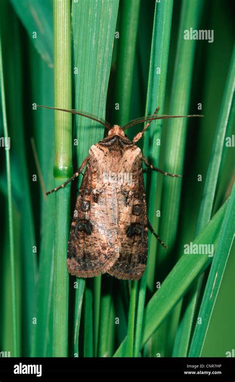 La polilla del nabo fotografías e imágenes de alta resolución Alamy