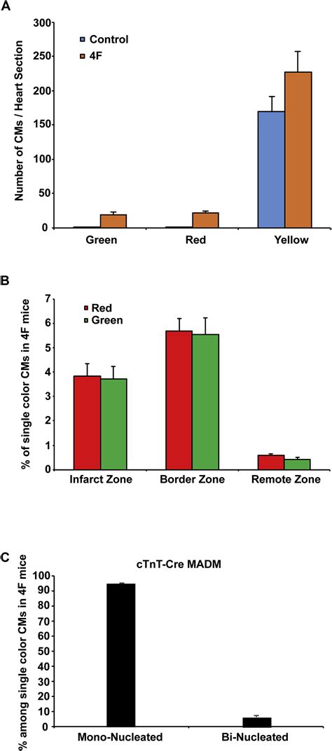 Regulation Of Cell Cycle To Stimulate Adult Cardiomyocyte Proliferation