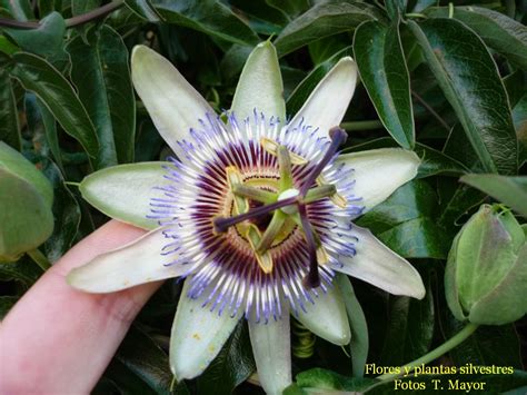 Flores Y Plantas Silvestres Passiflora Caerulea Pasionaria Flor