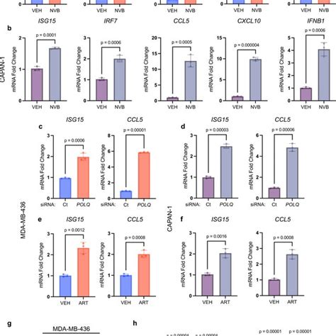 Efficacy Of Polθ Inhibition In Hr Deficient Cancers Requires Cd8⁺ T