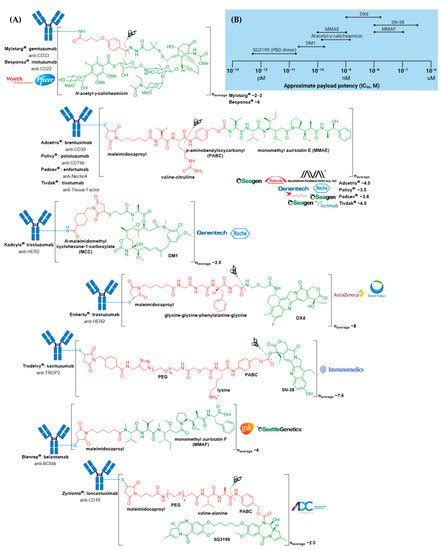 Fda Approved Antibody Drug Conjugates Encyclopedia Mdpi