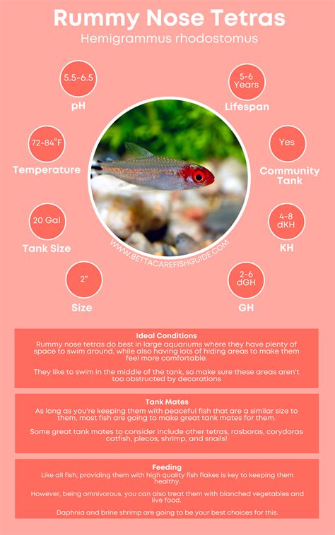51 best community fish for your tank care guides – Artofit