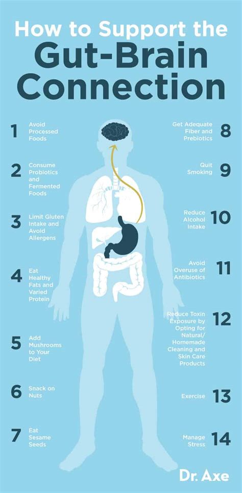 The Gut Brain Connection How It Works How To Support It