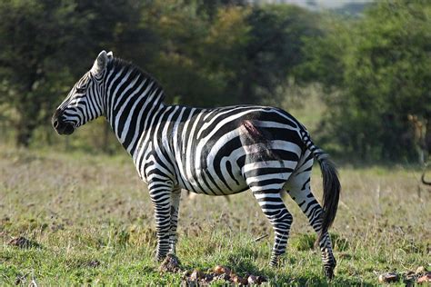 Severely Wounded Zebra From Lion Attack by Pamela Buol