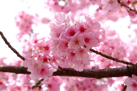 Flor De Cerejeira Sakura E Seu Significado Significados