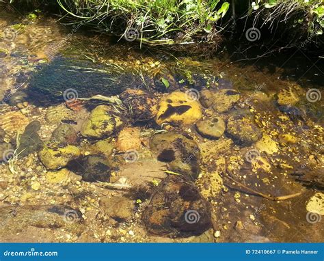 Creek Bed And Moss Stock Image Image Of Nature Moss 72410667