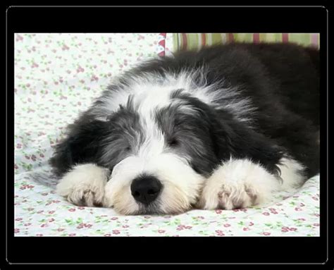 Mouse Mat Of Dog Bearded Collie Puppy In Basket