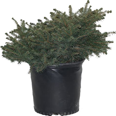 Picea Abies Nidiformis Birds Nest Spruce Evergreen 3