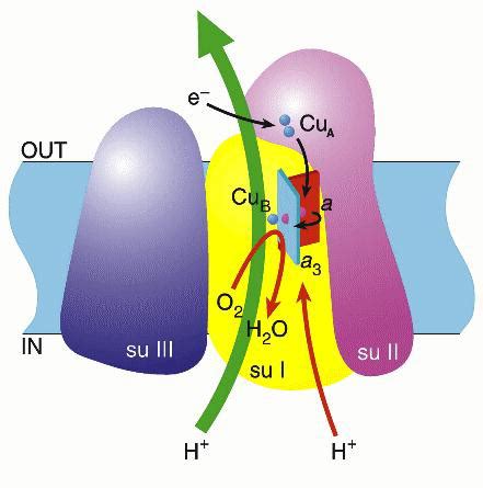 Functional Significance Of Cytochrome C Oxidase Structure Structure