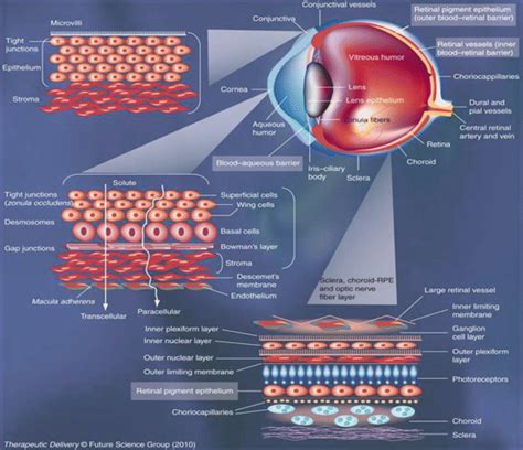 Drug Delivery Systems For Ocular Use Basicmedical Key