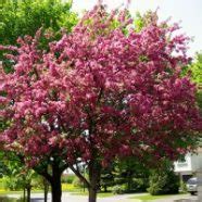 Zone 5 Flowering Trees