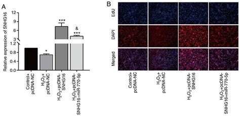 Overexpression Of Mir P Reverses The Effect Of Snhg On