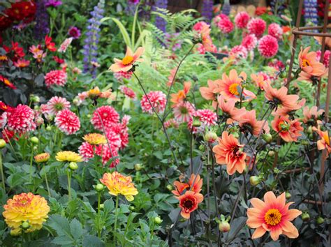 How To Plant And Grow Dahlia at Blanche Carter blog