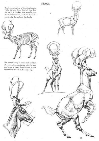 Deer Anatomy Drawing at PaintingValley.com | Explore collection of Deer ...