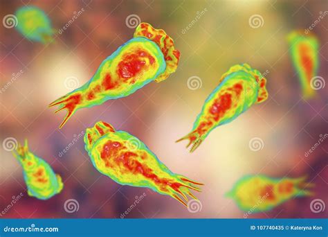 Cerveau Consommation De L Infection D Amibe Trophozites Du Fowleri De