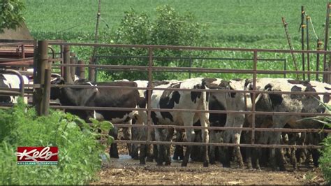 Trade War Affecting South Dakota Dairy Farmers Youtube