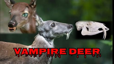 This Deer Is A Vampire Siberian Musk Deer Youtube