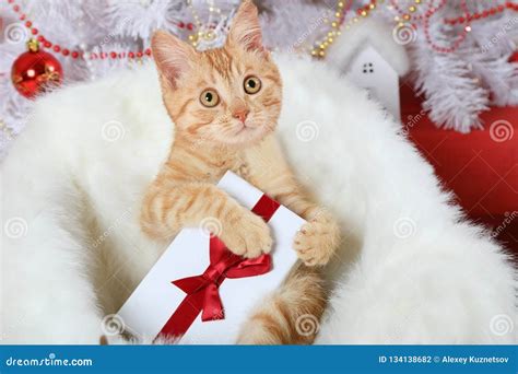 Chaton Mignon Avec Un Cadeau Dans Des Ses Pattes Photo Stock Image Du