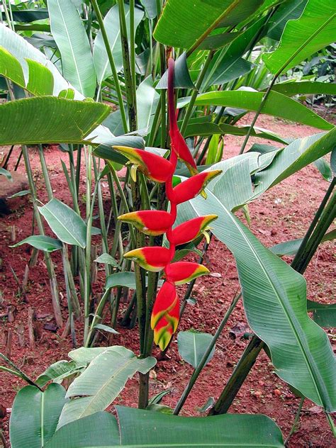 Heliconia The Lobster Claw Flower Things Guyana