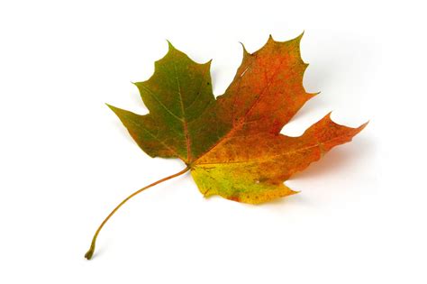 Maple Leaf Free Stock Photo - Public Domain Pictures