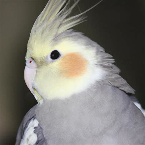 Grey And White Cockatiel A Beautiful And Unique Companion Bird