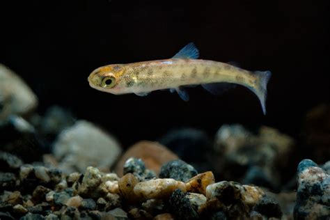 Salmon Fry Out Migration Eiko Jones Photo And Video