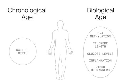 Biological Age Vs Chronological Age Can You Reverse Aging Timeline