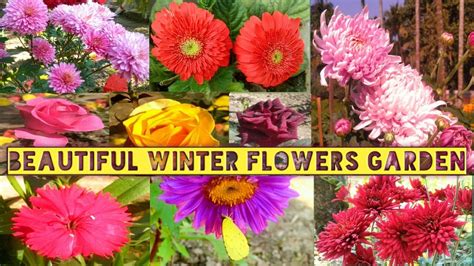 Beautiful Winter Flowers Garden Winter Flower Plants Gardening