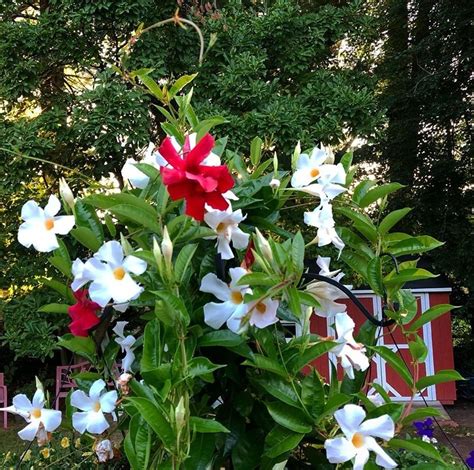 Mandevilla Sanderi Hemsl Woodson Mandevilla