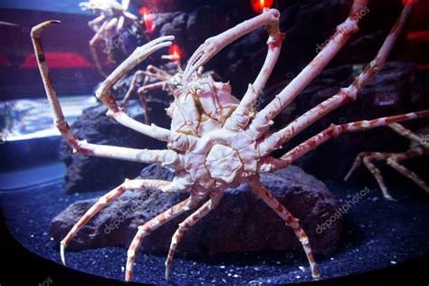 Japanese spider crab — Stock Photo © project1photo #9212377