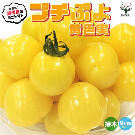 ミニトマトの苗 プチぷよ 黄色実 接木苗2個～【野菜の苗 9cmポット】｜ 【植物のitanse】全品送料無料・即出荷