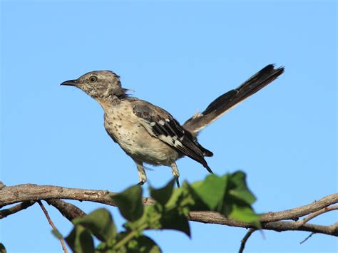 Northern Mockingbird Audubon Field Guide