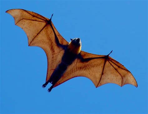 40 Giant Golden-Crowned Flying Fox Facts About The World's Largest Bat