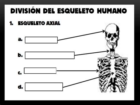 Sistema Oseo O Esqueletal Del Cuerpo Humano Ppt