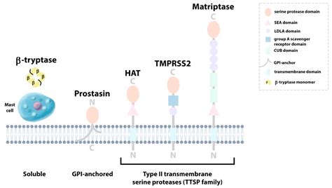 IJMS Free Full Text Trypsin Like Proteases And Their Role In Muco