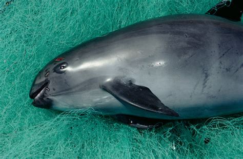 Before Vaquitas Vanish A Desperate Bid To Save Them The New York Times