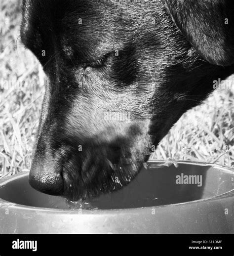 Dog drinking water Stock Photo - Alamy