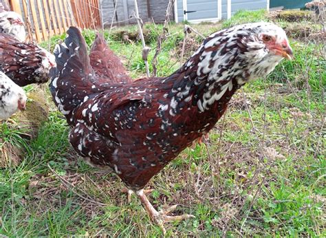 Orloff Huhn Legeleistung Zaunhöhe Gluckenquote Charakter