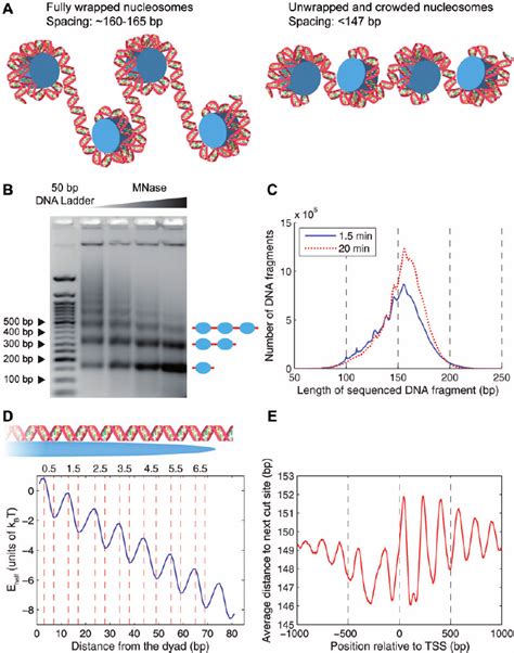 Energetics Of Dna Unwrapping And Nucleosome Spacing In The Yeast