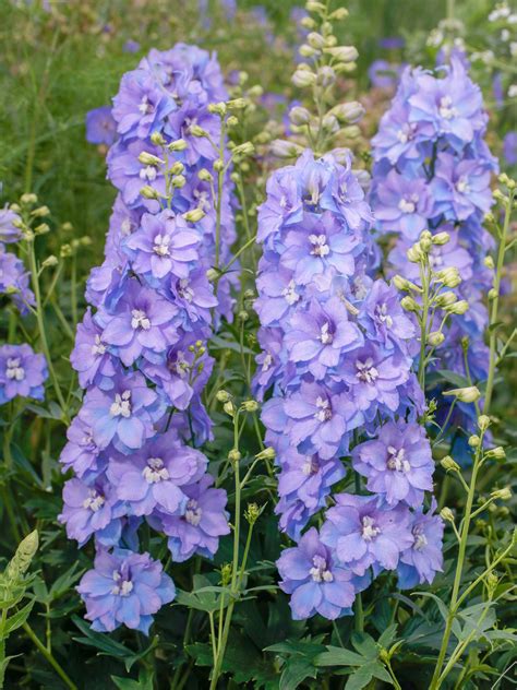 Delgenius™ Shelby Delphinium - Jeffries Nurseries