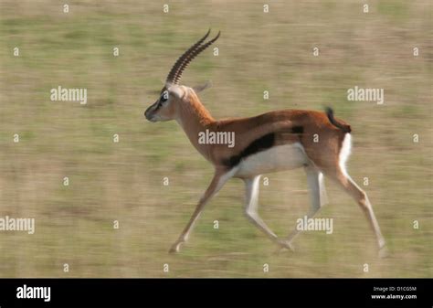 Thomson's gazelle hi-res stock photography and images - Alamy