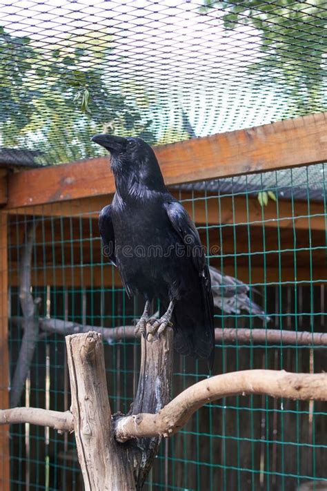 Common raven stock photo. Image of raven, northern, single - 237613706