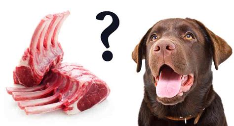 44 Can Dogs Eat Raw Lamb Bones – Home