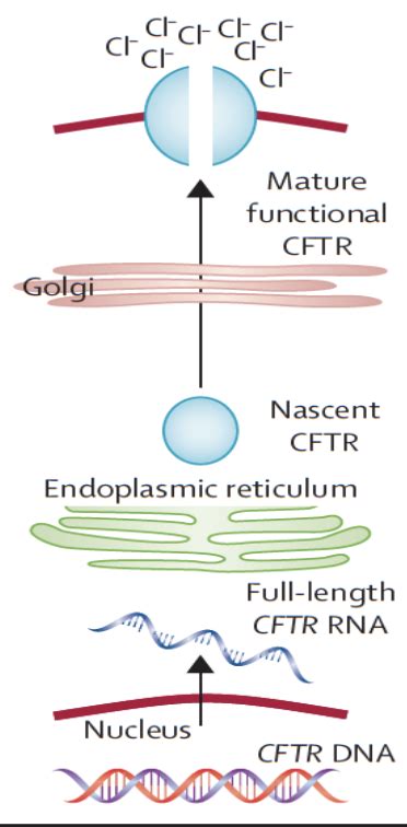 Construction Of Vectors For Correction Of The Intestinal CFTR Gene