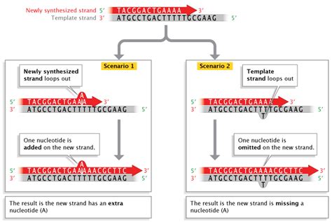 Errors In Dna Replication Learn Science At Scitable