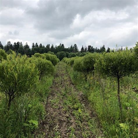 Ива ломкая, шаровидная (Salix fragilis) | Ракита. Питомник растений