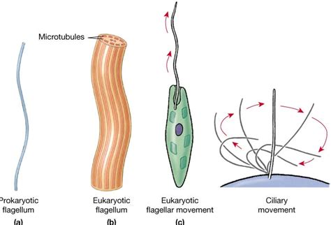 flagellum function in animal cell